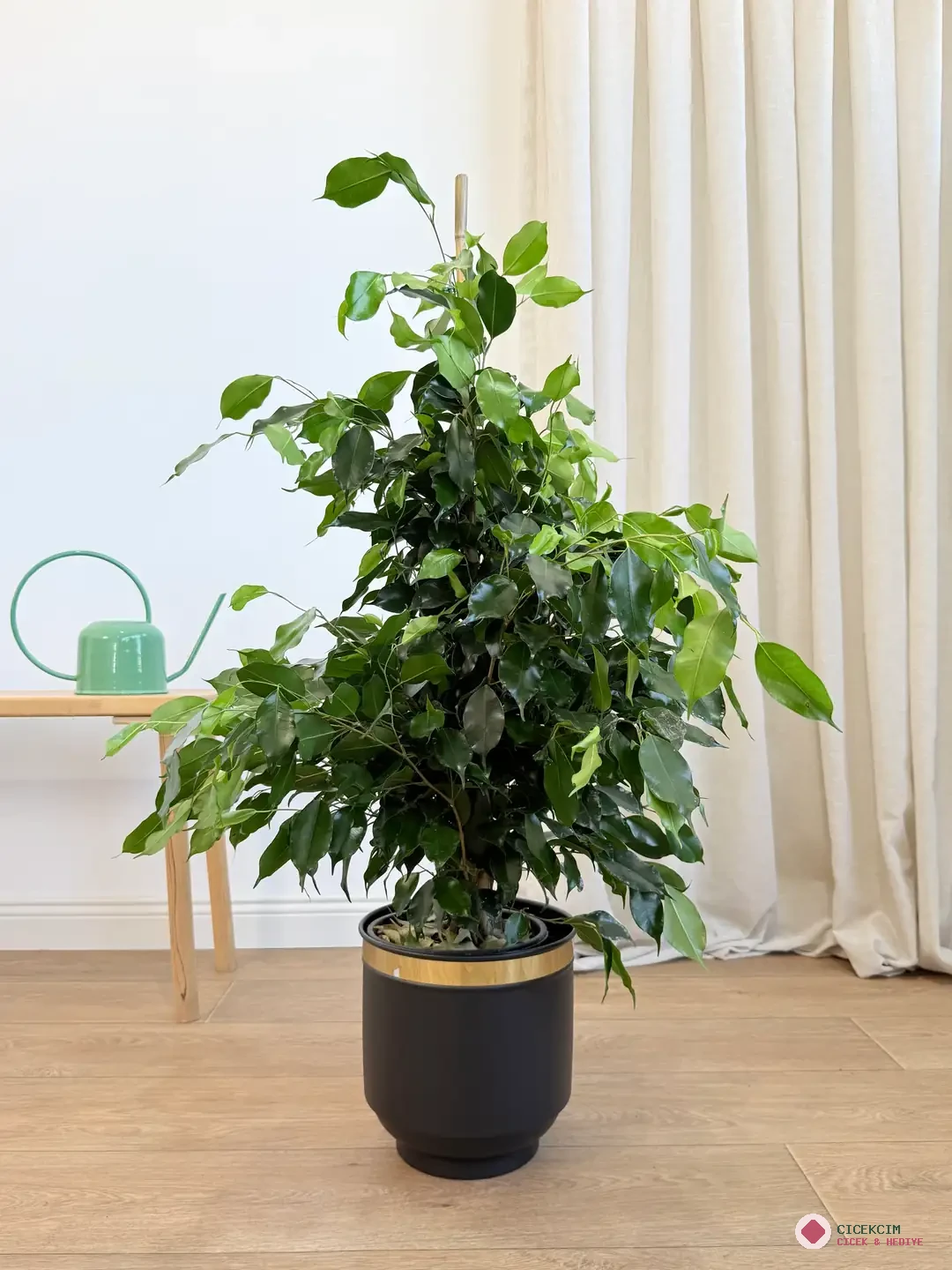 Ficus Benjamin Danielle 100-110 cm (Koyu Yeşil Benjamin)