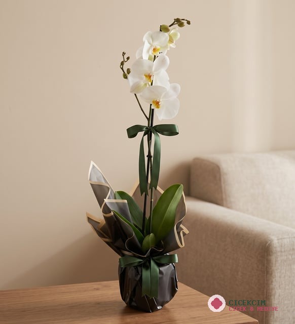 Beyaz Polimer Saksıda Tekli Beyaz Phalanopsis Orkide