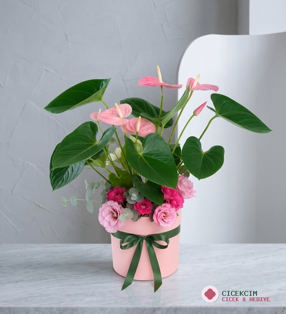 Pembe Polimer Saksıda Antoryum ve Pembe Lisyantus