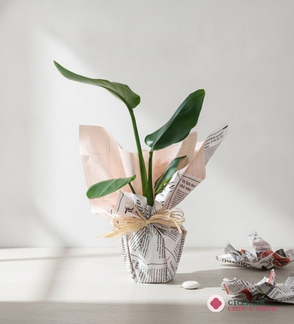 Gazete Buket Kağıtlı Starliçe Bitkisi