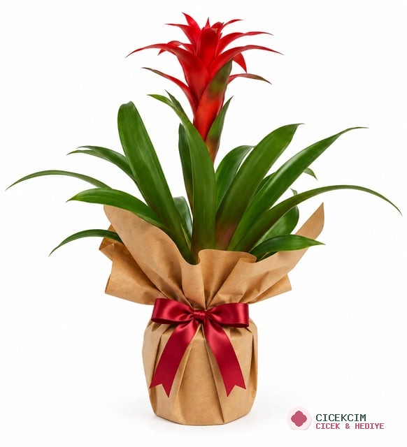 Premium Kırmızı Guzmania Kraft Ambalajlı Canlı Saksı Çiçeği